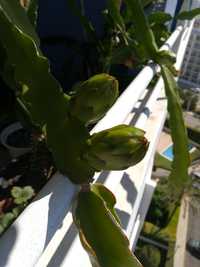 Pitaya mudas com ou sem raiz.