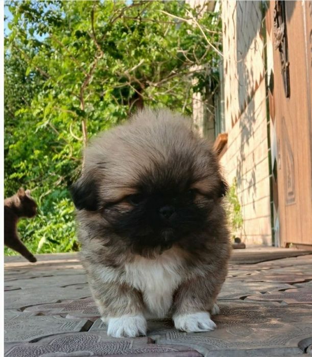 Королівські пекінеси.