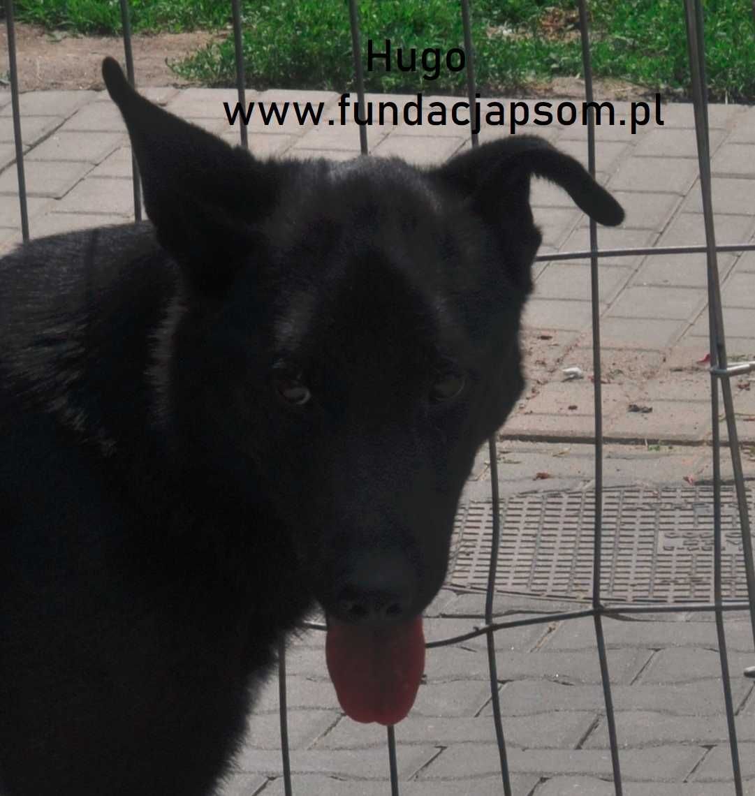 Hugo - szuka kochającego domku