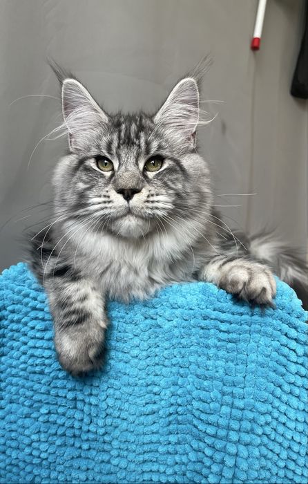 Котята Мейн кун , питомник !