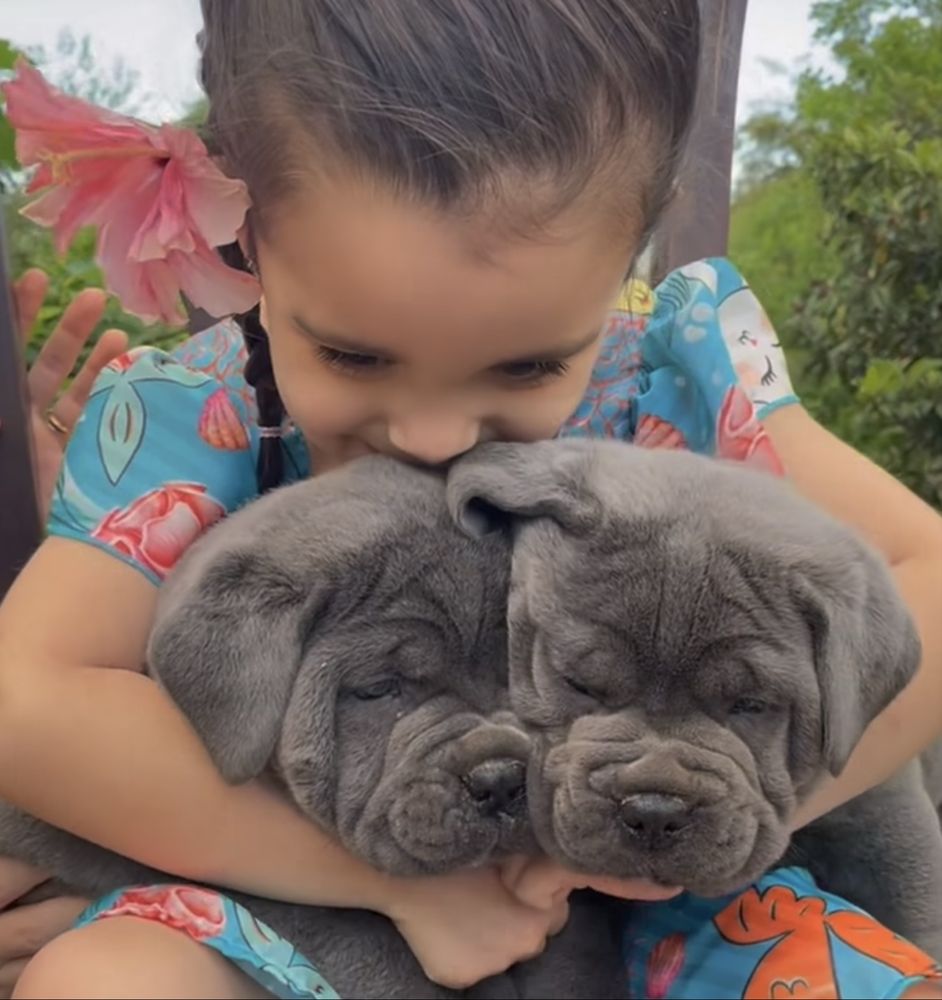 Елітні щеночки Cane corso-від офіційного розплідника)