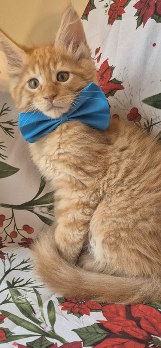 REZERWACJA  Świąteczny słodziak Dorian