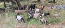 Vendo Cabras anãs