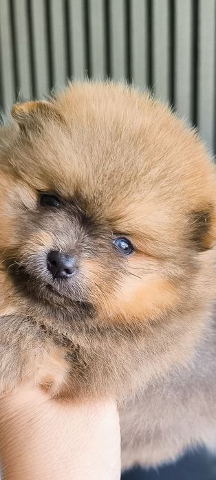 Spitz Anão/ Lulu da Pomerânia olhos azuis  Mini.
