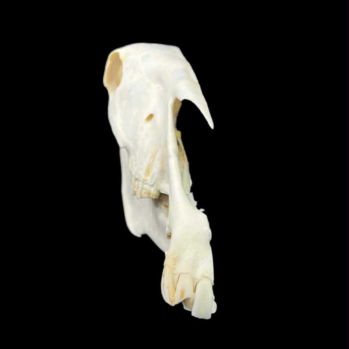Czaszka konia z żuchwą, połowa czaszki do nauki, weterynaria