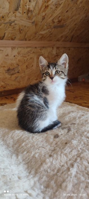 Віддамо у добрі руки кошеняток хлопчика і дівчинку