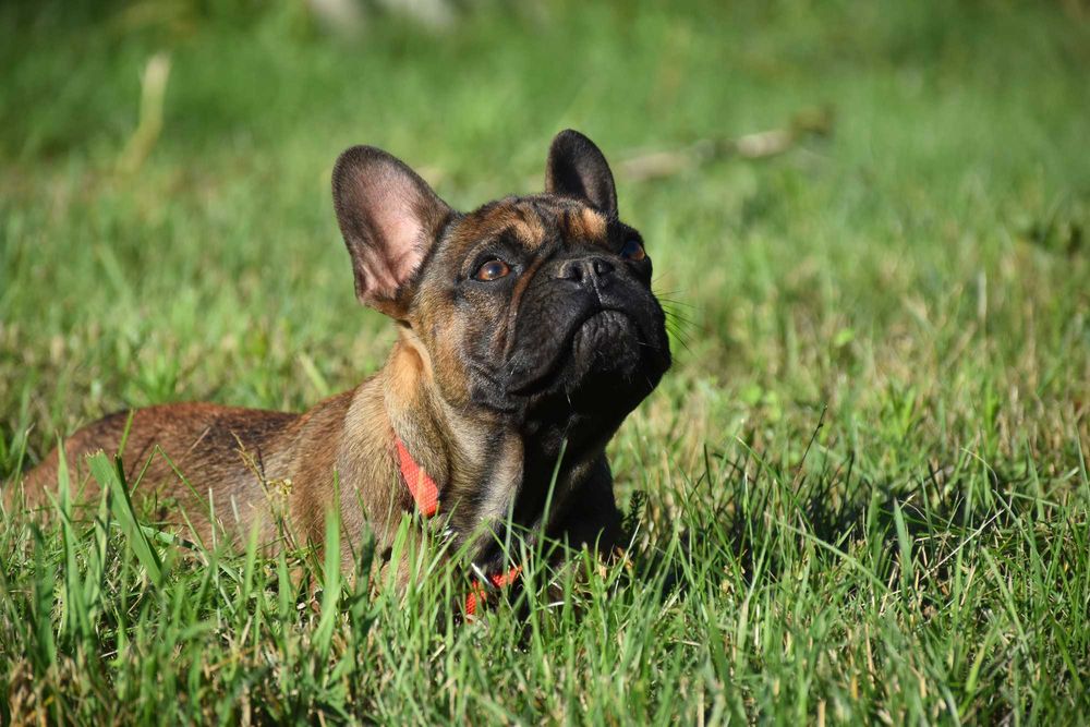 Buldog francuski