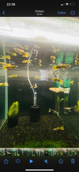 Guppys e camaroes para venda