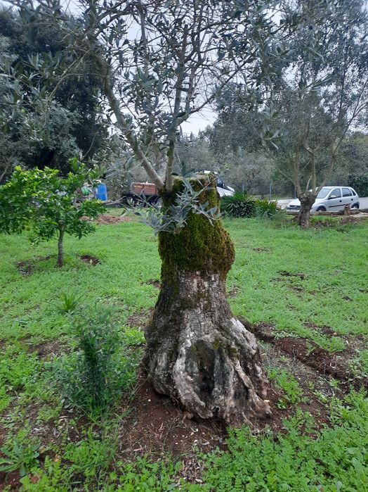 Vendo oliveiras galegas