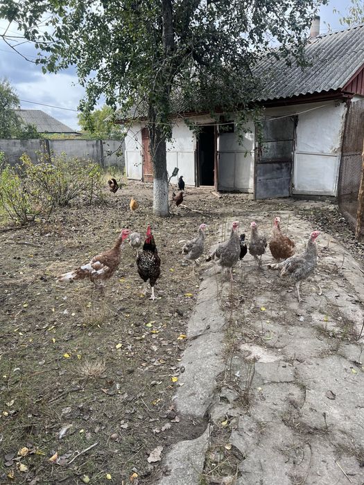 Індики ,індички ,