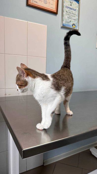 Подарю прекрасних котів