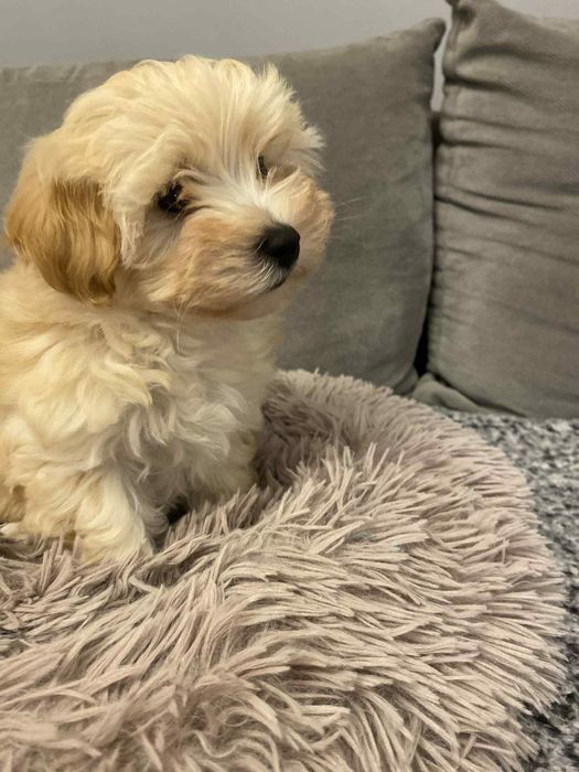Urocza suczka maltipoo gotowa do odbioru