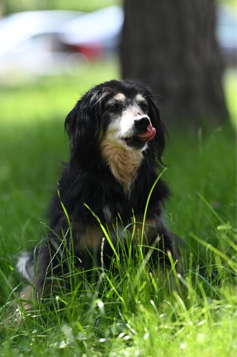 Gapek szuka domu tymczasowego lub stałego