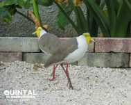 Aves frias militares (Vanellus miles) 2025