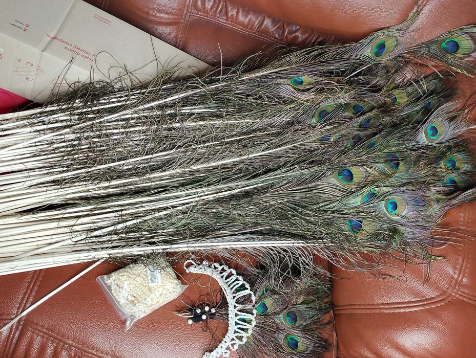 Пір'я Павлівна хвіст