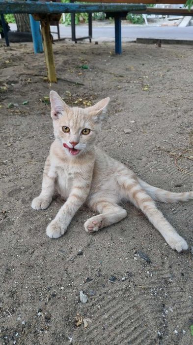 Кошеня шукає маму!