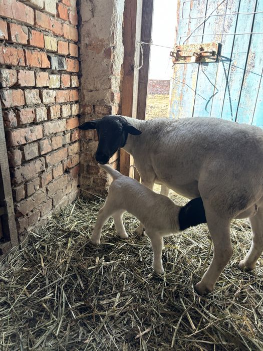 Дорпер, крос-дорпер.