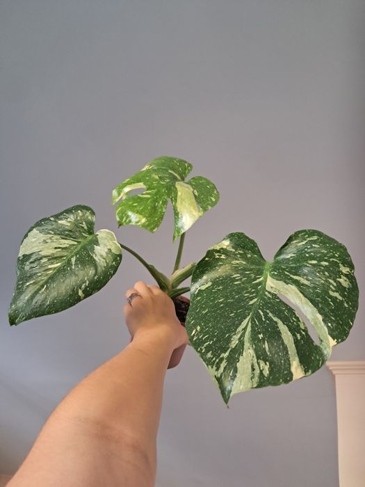 Monstera thai constellation rosnaca sadzonka ukorzeniona tajka