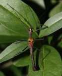 Neophasma subapterum straszyk subimago