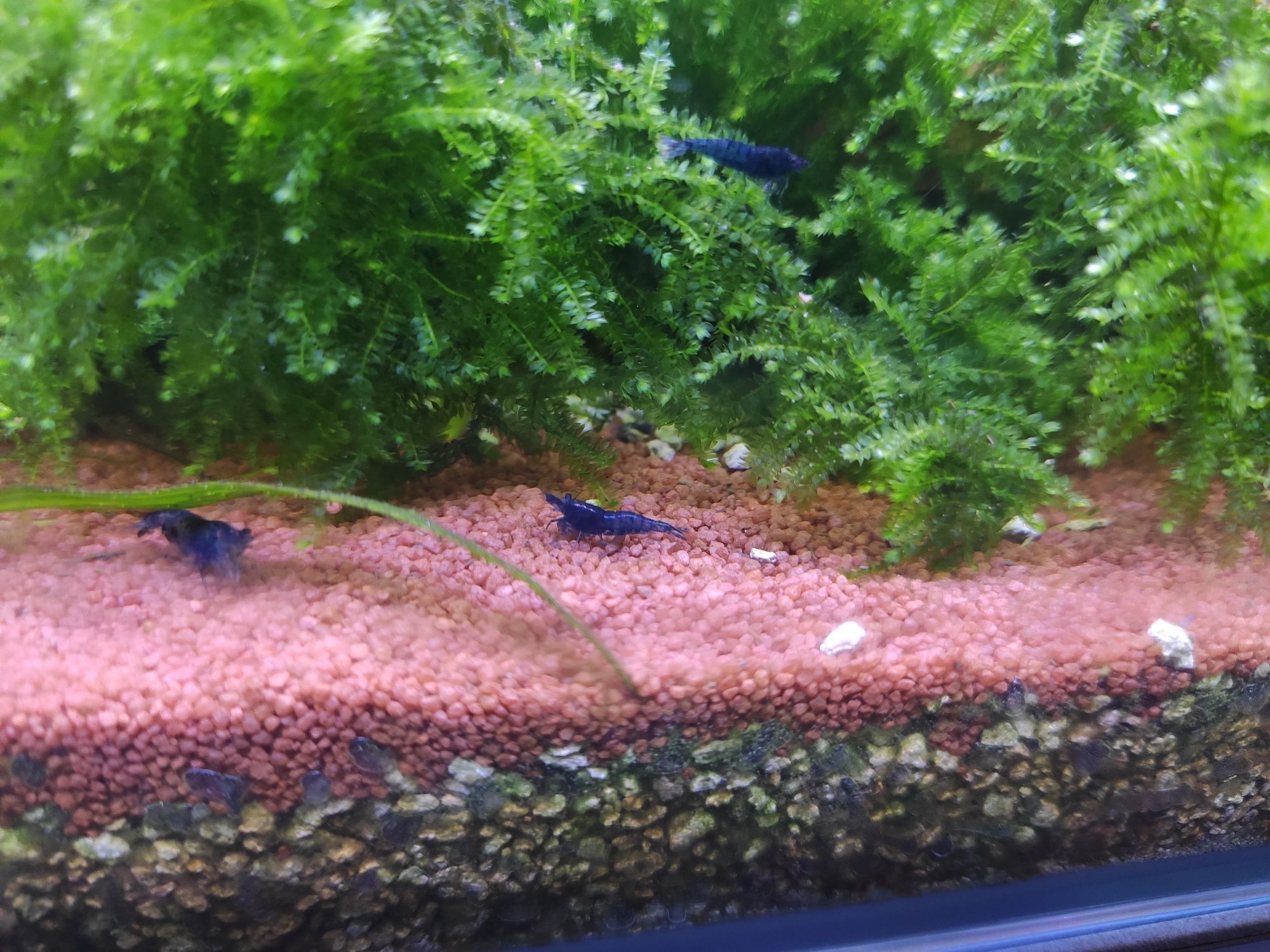 Camarões Neocaridina Blue Dream high grade