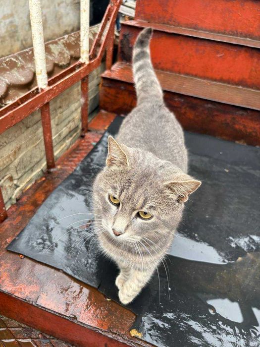 Віддам котика в добрі руки