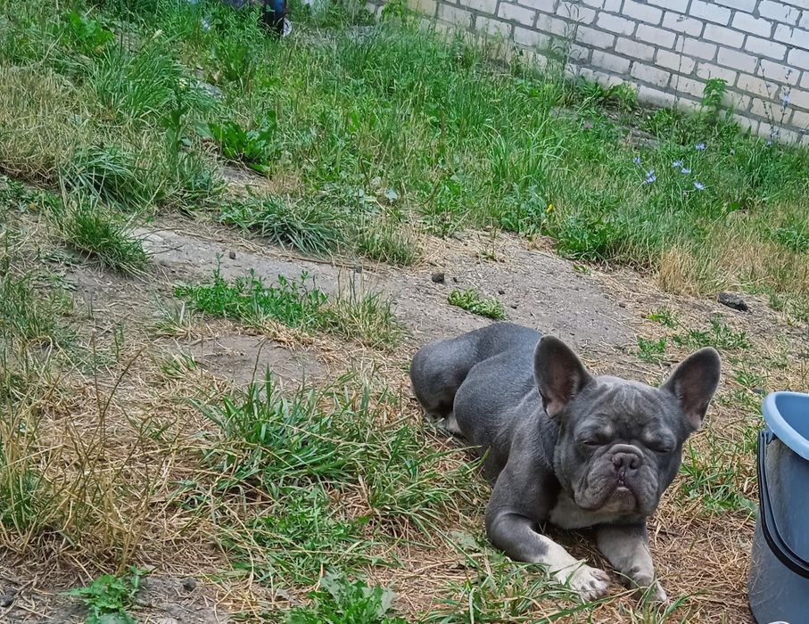 В'язка французький бульдог