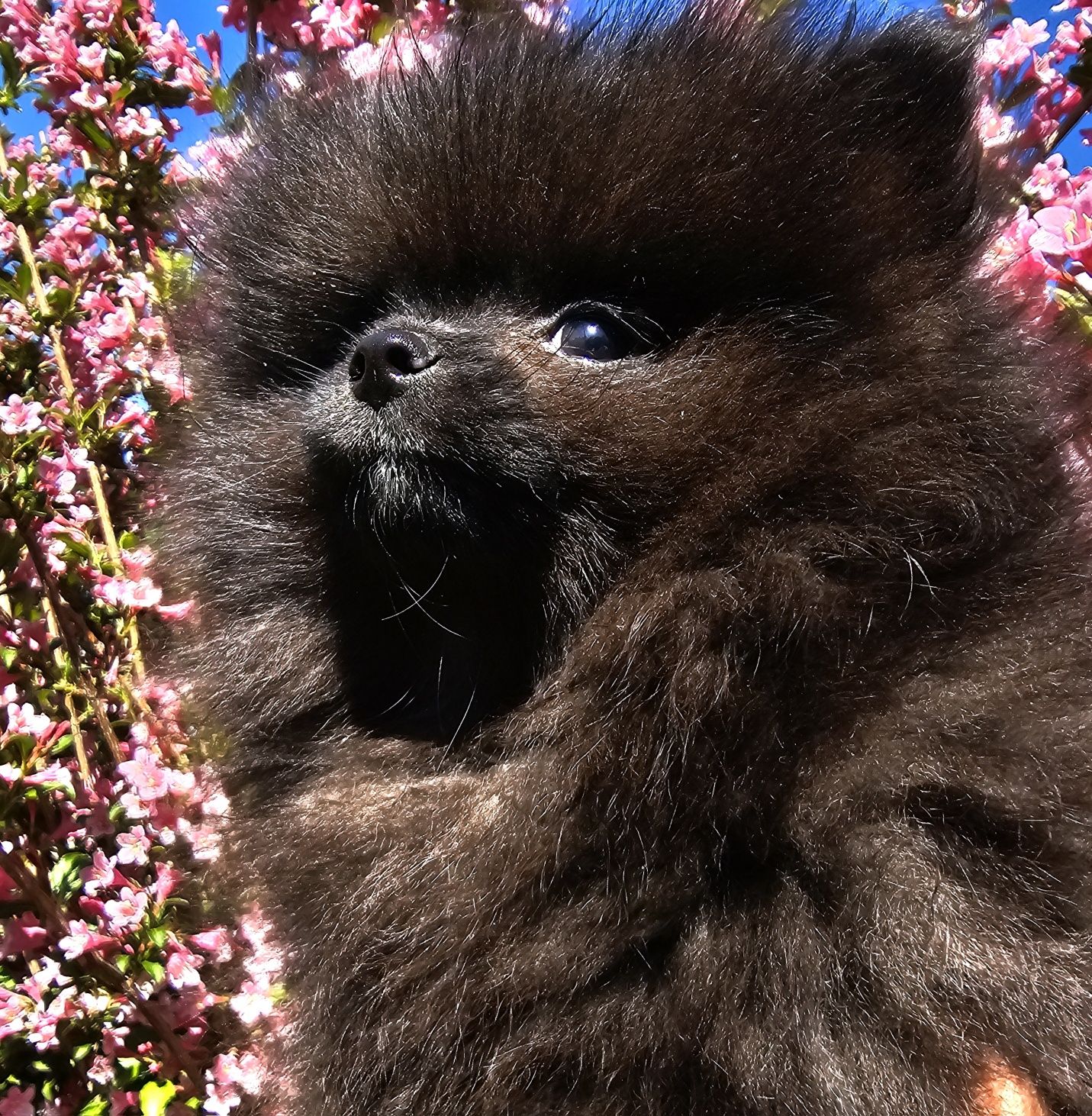 Sunia czarna biała  szpic pomeranian