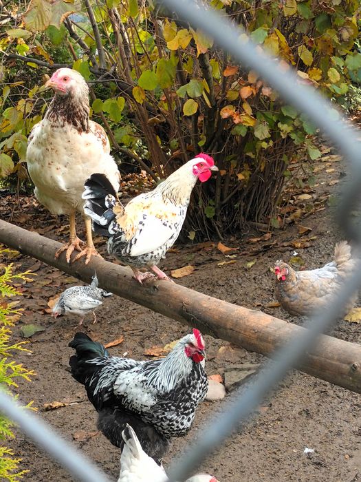 Liliput liliputy koguty