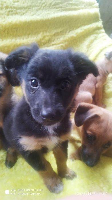 Цуценята шукають родину