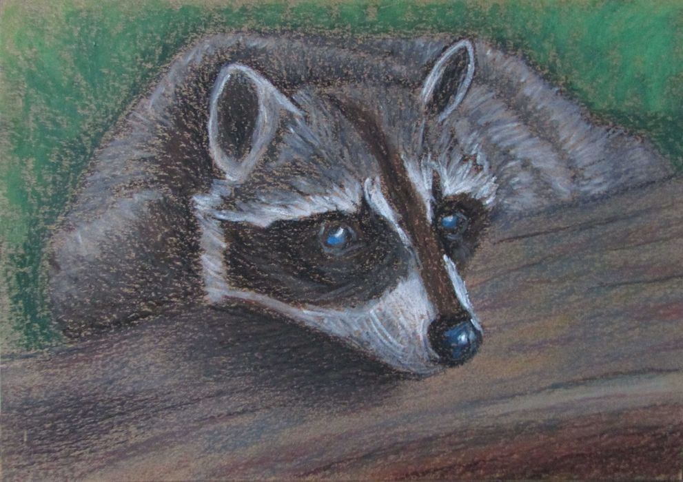 Szop pracz / Messi - rysunek pastelem