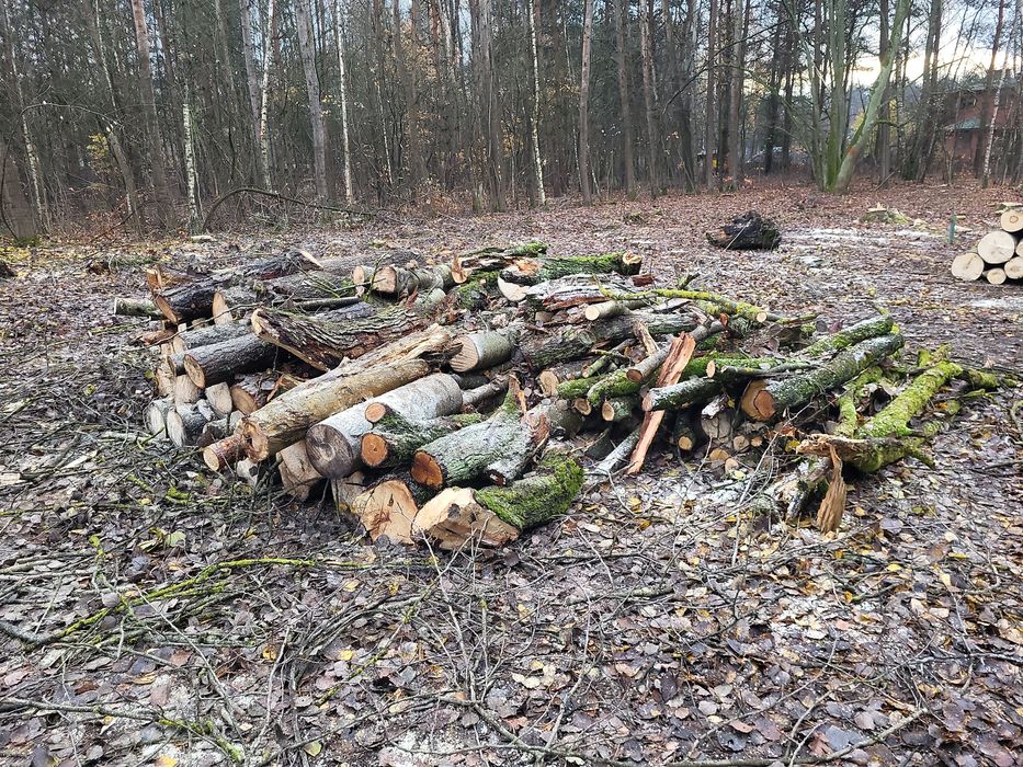 Sprzedam 20m drzewo Osika/Sosna/Brzoza