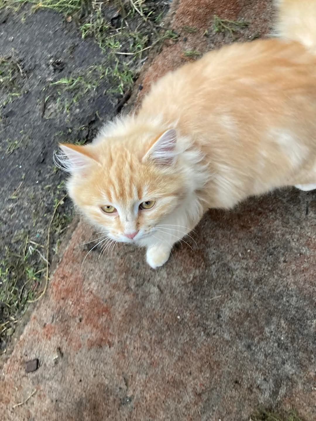 Шукають дім котики 6 міс