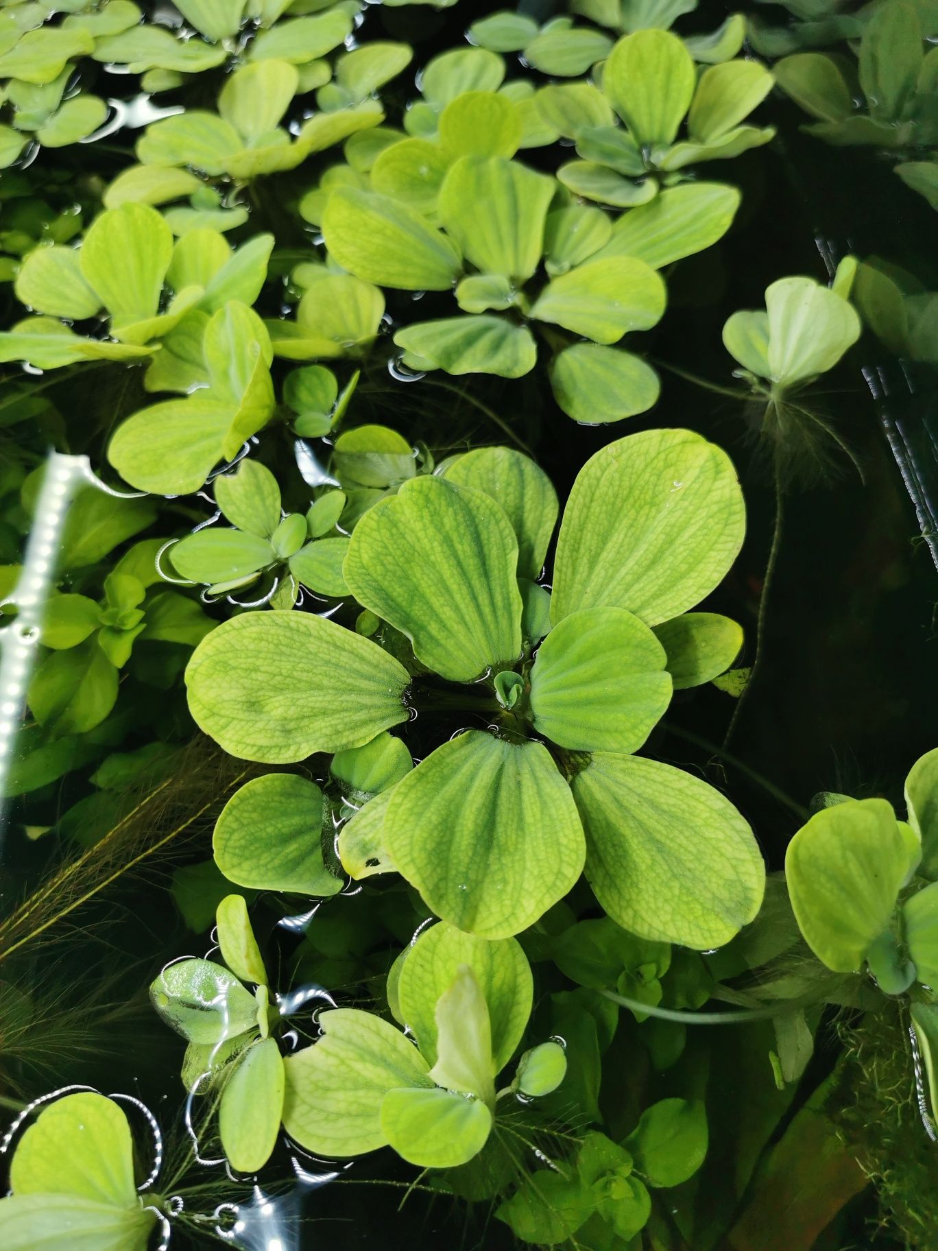 Pistia rozetkowa. Pływająca roślinka do akwarium