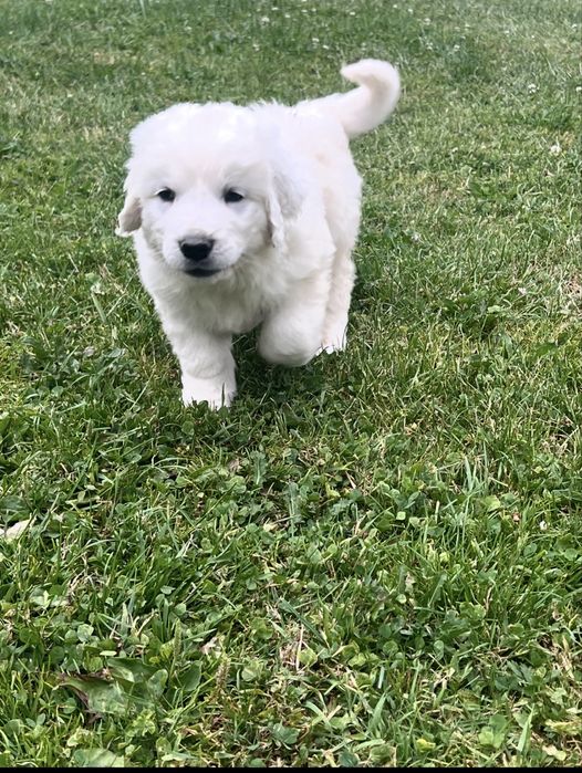 Owczarek Podhalański piesek