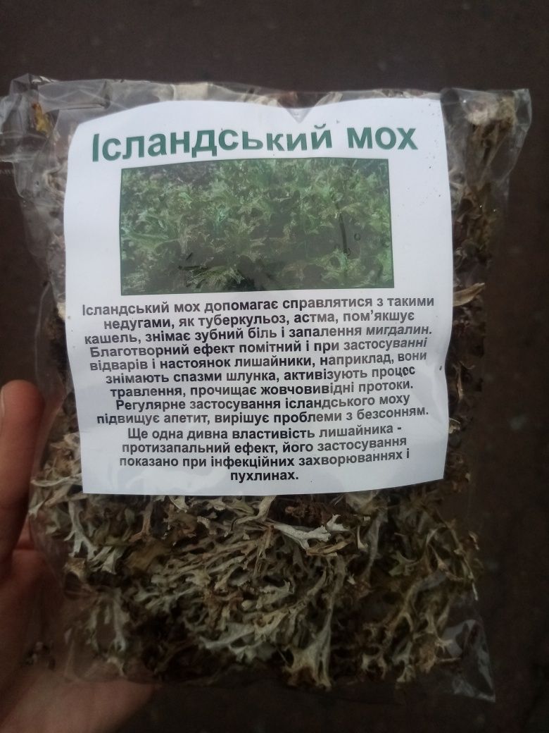 Ісландський мох з Карпат