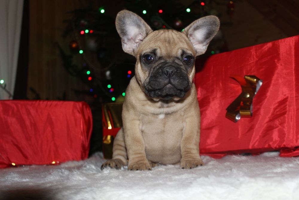 Супер солоденька булочка!