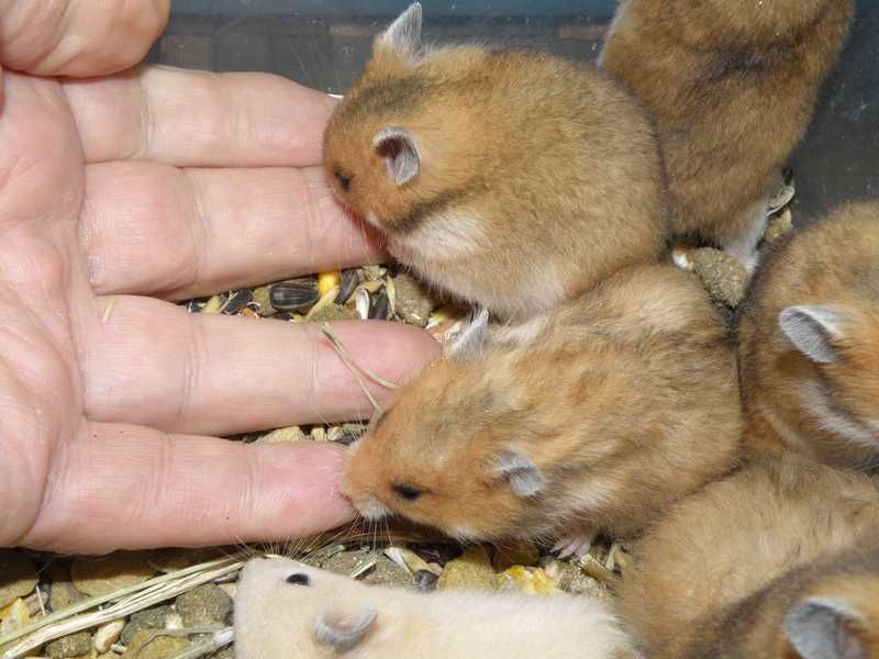 Chomiki syryjskie z 10.11.2025r - Wrocław