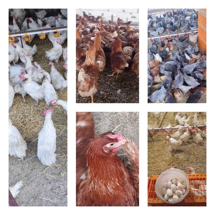 Продам кури несушки! Доставка безкоштовна. Новоархангельськ!