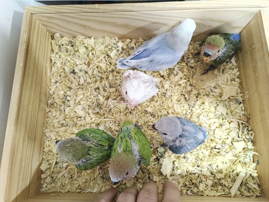 Agapones domésticados