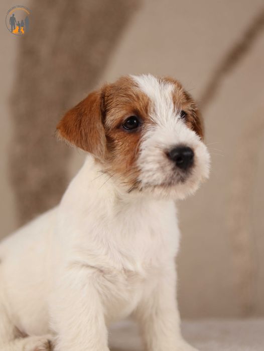 Jack Russell Terrier ZKwP FCI rezerwacja