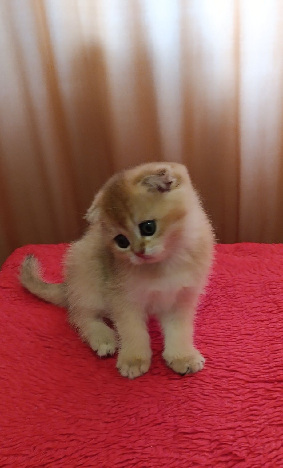 Шотландська шиншилла scottish fold