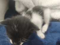 Gatinhos para adoção