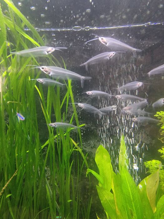 Sum szklisty.         .