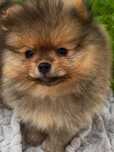 Szpic miniaturowy / pomeranian FCI