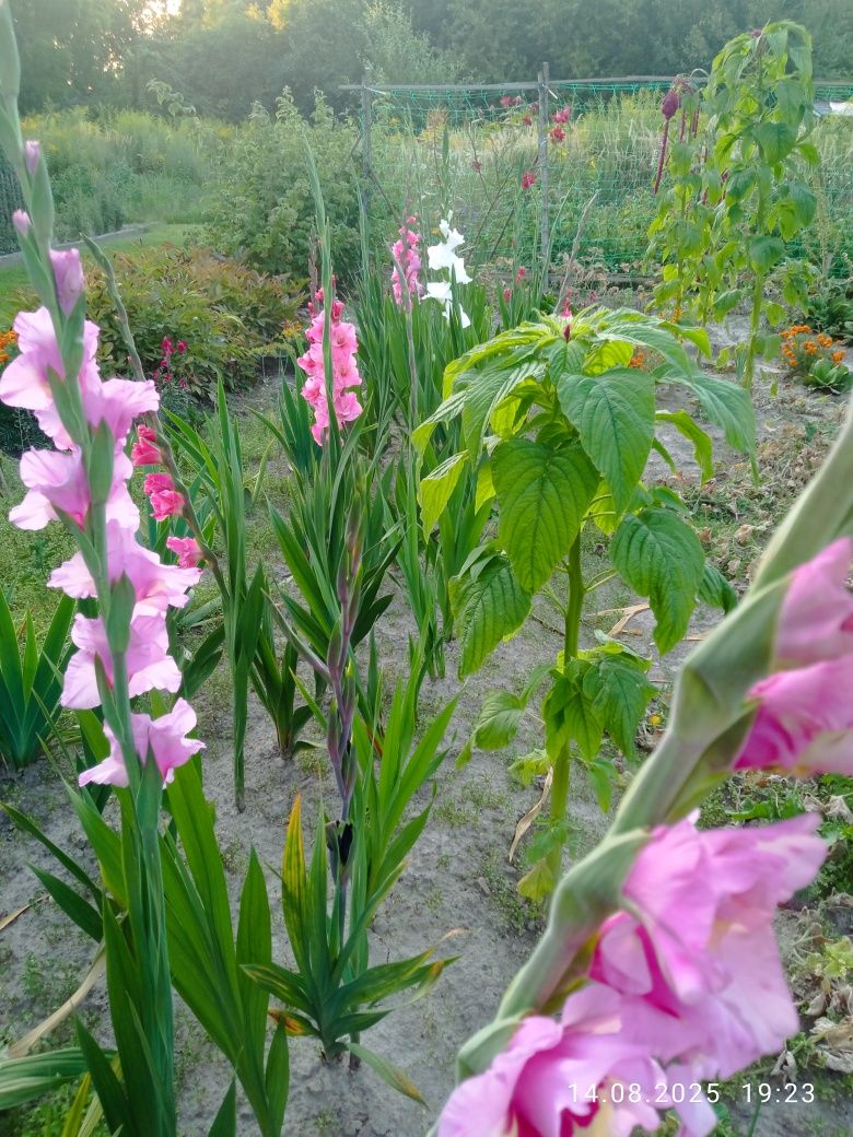 Gladiole tzw. mieczyki