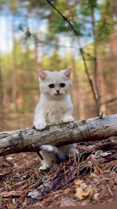 Прямовушка чистокровна дівч кицюня шиншила срібляста породна
