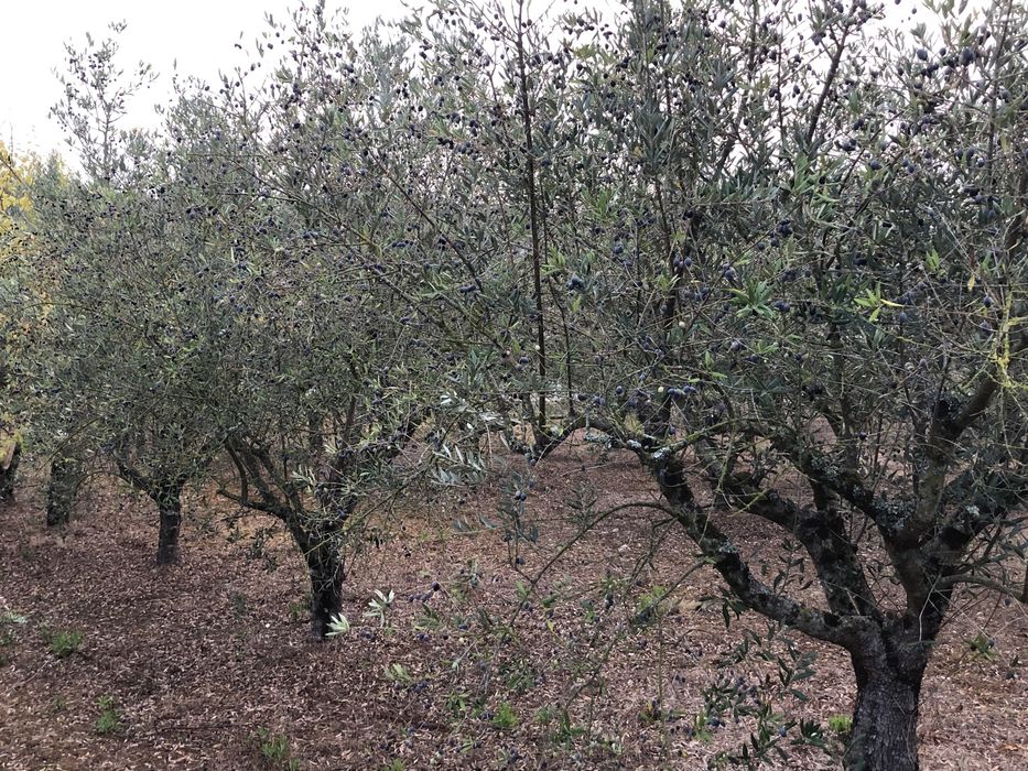 Vendo oliveiras galegas