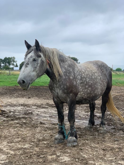 Sprzedam klacz z źrebakiem