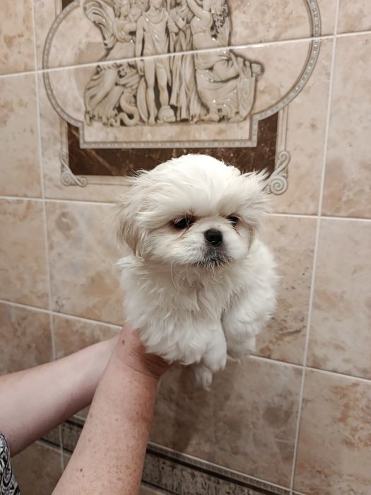 Щенки пекинеса королевской породы