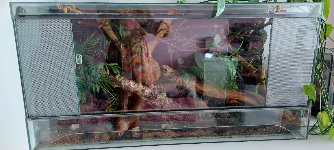 Terrarium tropikalne